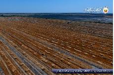 صحراء قاحلة تحولت ببركات الإمام الحسين (ع) إلى أكبر مزرعة للحنطة والشعير