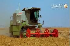 مدينة الإمام الحسين عليه السلام الزراعية تبدأ بحصاد محاصيلها من الحنطة والشعير