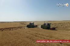 مزرعة تابعة للعتبة الحسينية ترفد السوق باكثر من 1000طن من الحنطة