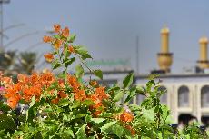 بالصور...منطقة ما بين الحرمين الشريفين تتزين بأكاليل من الزهور والاشجار الطبيعيّة بمناسبة عيد الغدير الأغر