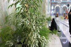 مصوَّر....تزيين الحرم الحسيني الشريف بشتلات الزهور والاشجار استقبالاً لشهر رمضان الكريم