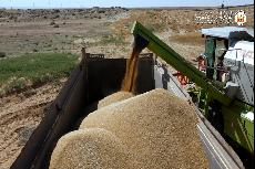العتبة الحسينية تشرع بحصاد محصول الحنطة من مدينة سيد الشهداء (ع) الزراعية