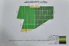 إنتاج التمور العراقية بمساحة (2000 ) دونما، يعد المشروع الاول والاكبر من نوعه